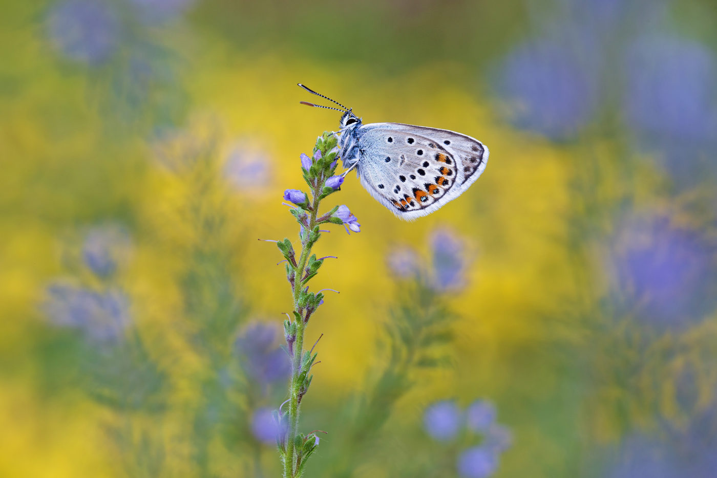 Silver-studded Blue, Plebejus argus